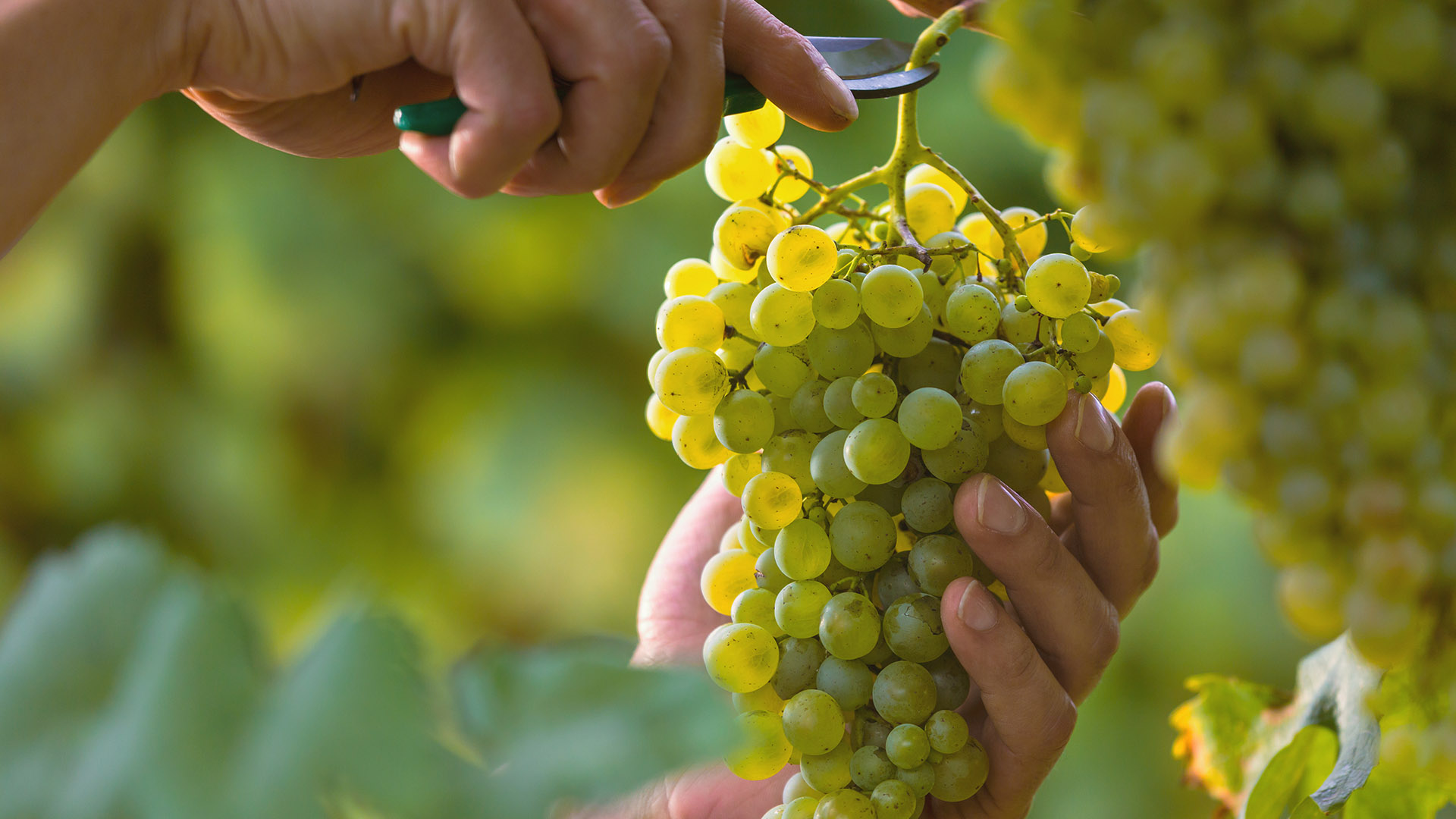 Picnic in Vigna – Nel cuore del Custoza
